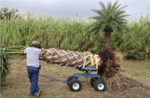 A man using the Original Palm Cart to move a large palm