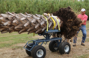 A large palm secured to the Original Palm Cart