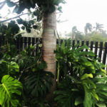 An Oasis Tree Care Palm Anchoring System installed on a palm that survived Hurricane Irma