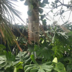 A palm left undamaged by Hurricane Irma that is secured with one of HCI Global's patented anchoring systems